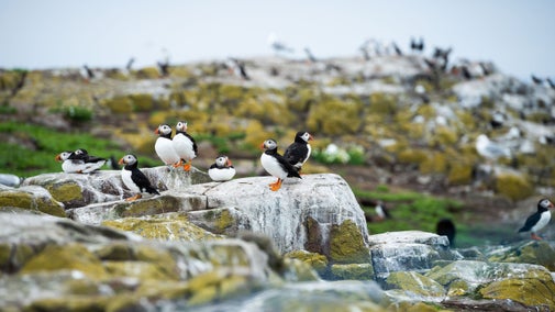 Puffins at Farne Islands, Northumberland
